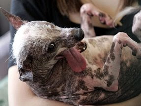 The world's ugliest dog