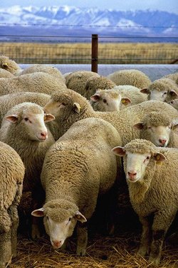 [250px-Flock_of_sheep.jpg]
