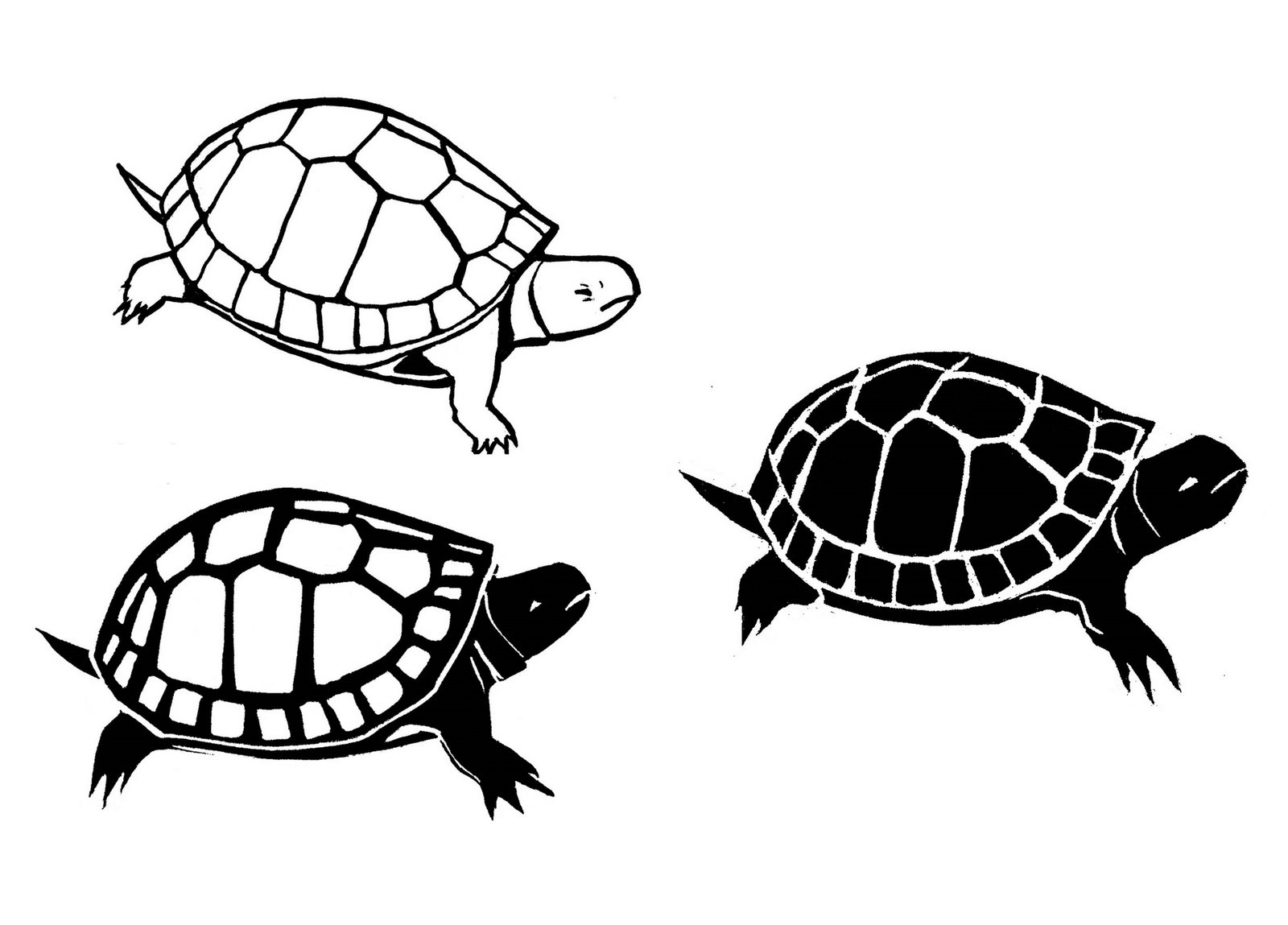 [all+three+turtles+enlarged+.jpg]