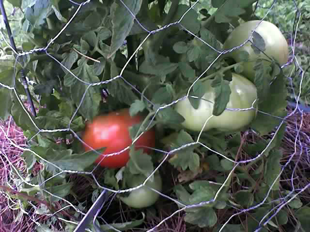 [week+11+tomatoes.jpg]