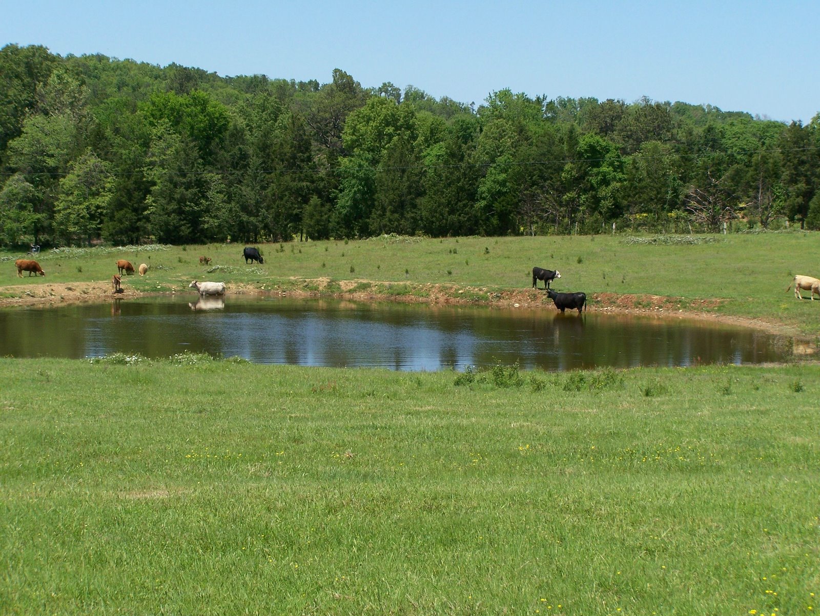 [far+off+cows+in+pond.jpg]