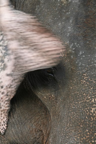 [srilankaelephant3.jpg]