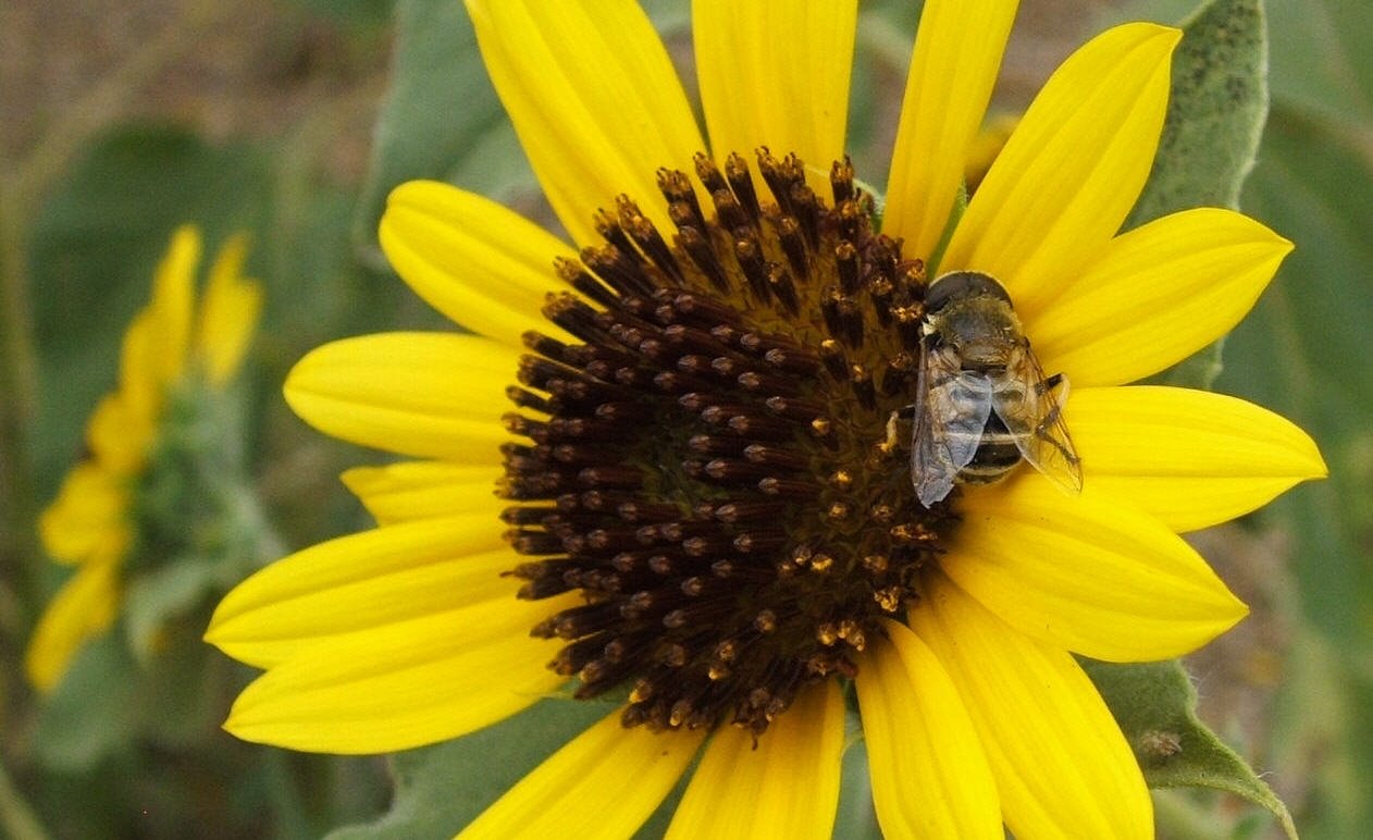 [Sunflower+and+Bee.JPG]