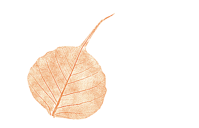 [bodhi_leaf.gif]