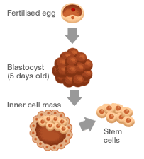 [stem_cell_03.gif]