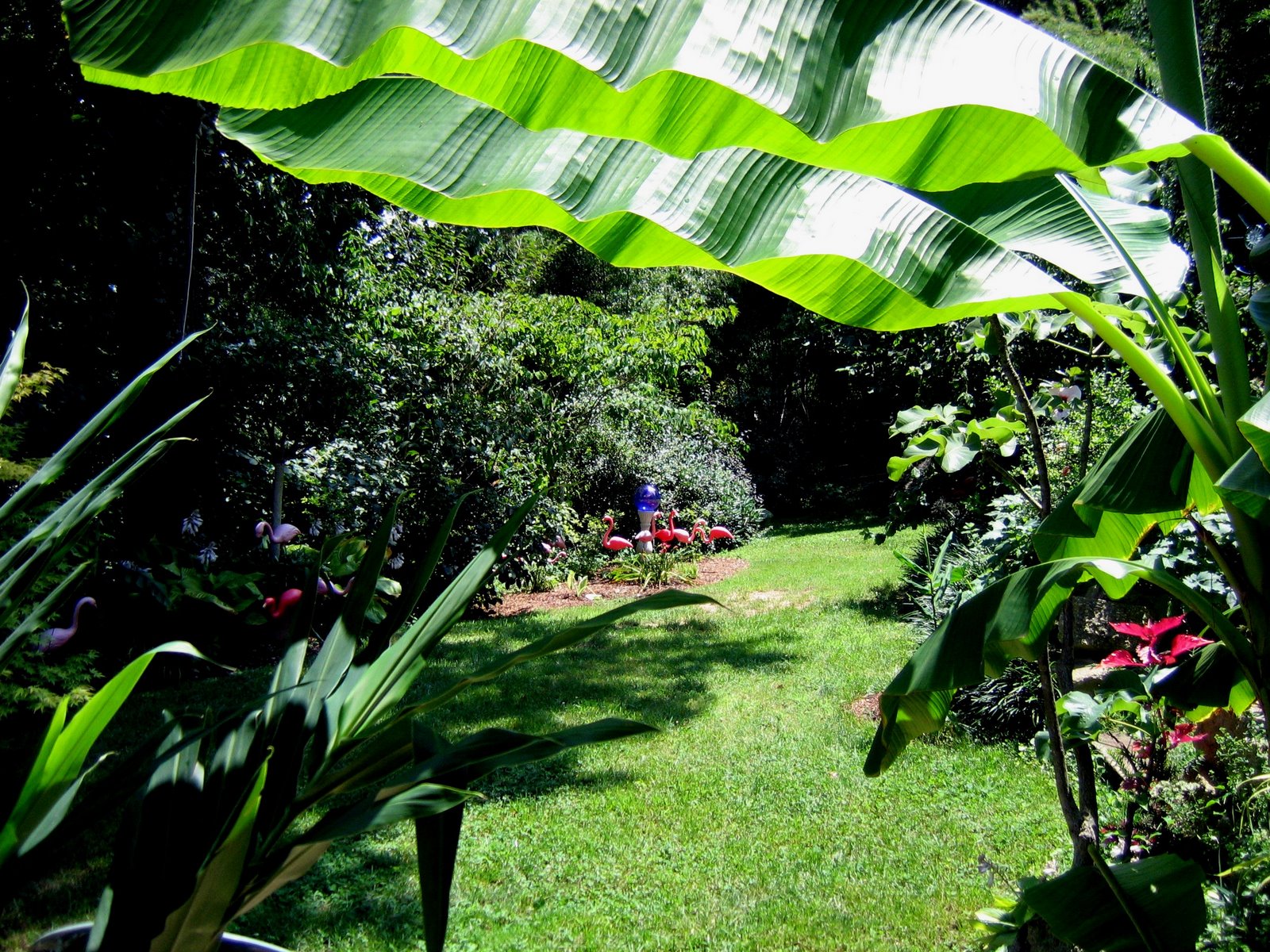 [Our+tropical+backyard+July+2006+004.jpg]