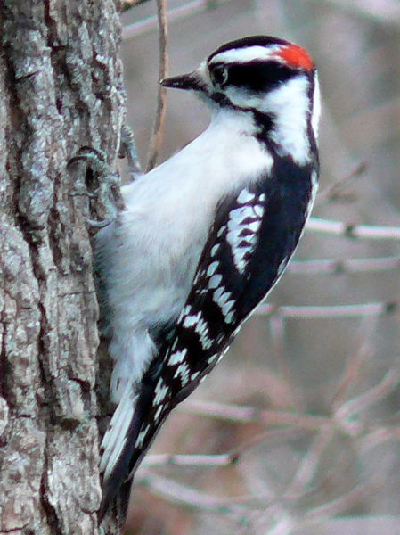 [449px-Downy_Woodpecker-Male.jpg]