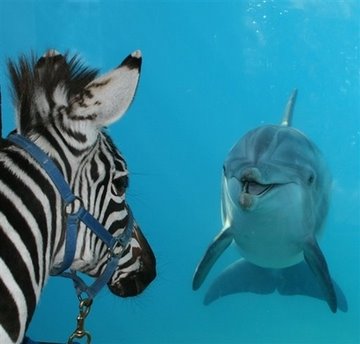 [zebra_dolphin.jpg]