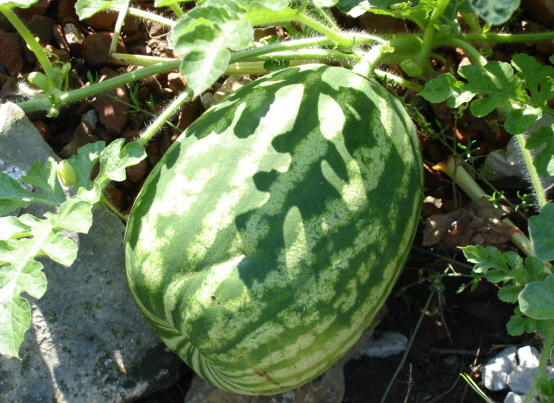 [watermelon.JPG]