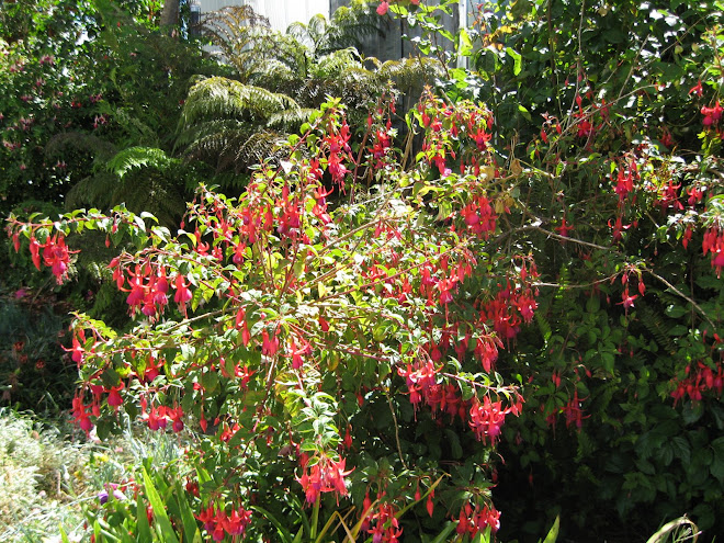 Arbusto Chilco
