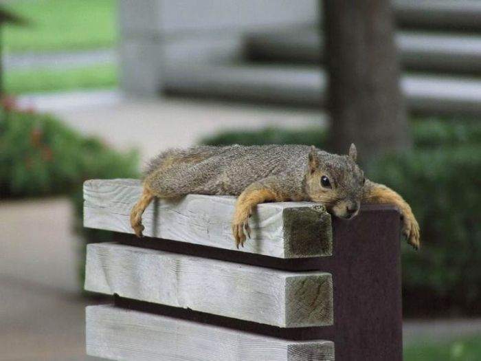[funny-squirrels01.jpg]