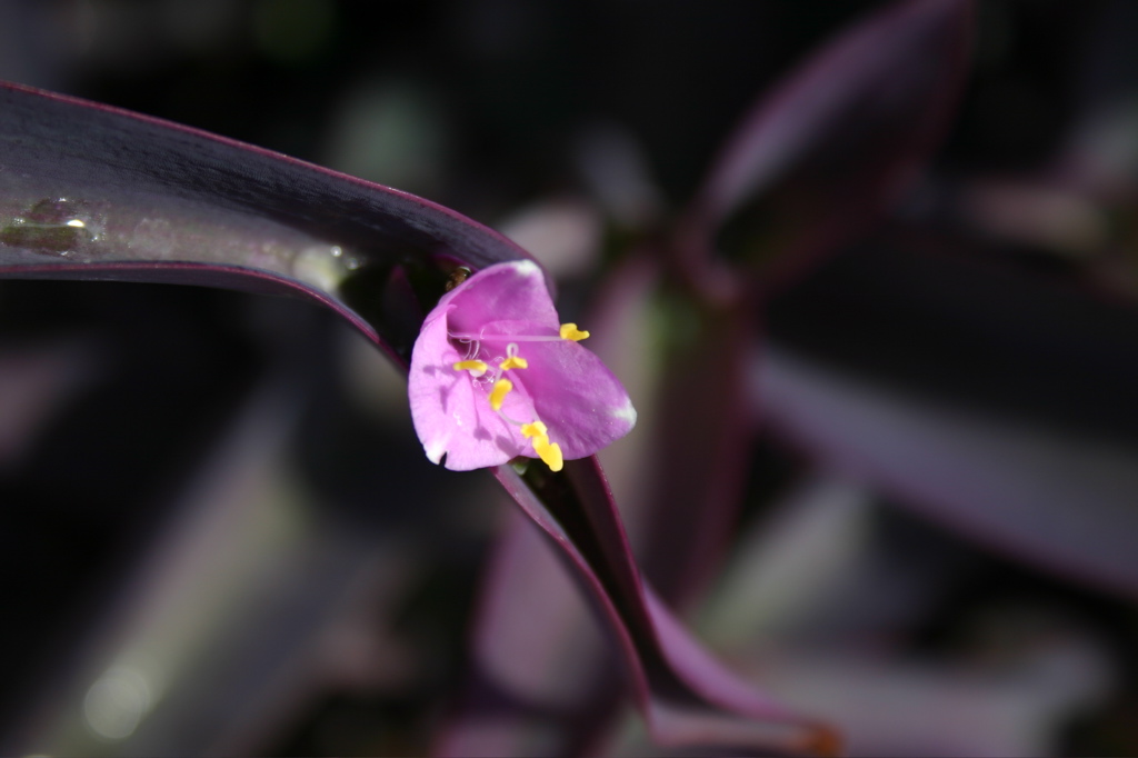[purpleflowers-791463.jpg]