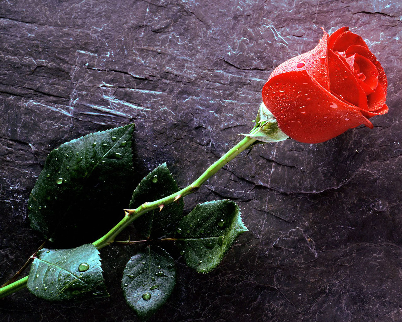 [True_Love_Forever,_Red_Rose.jpg]