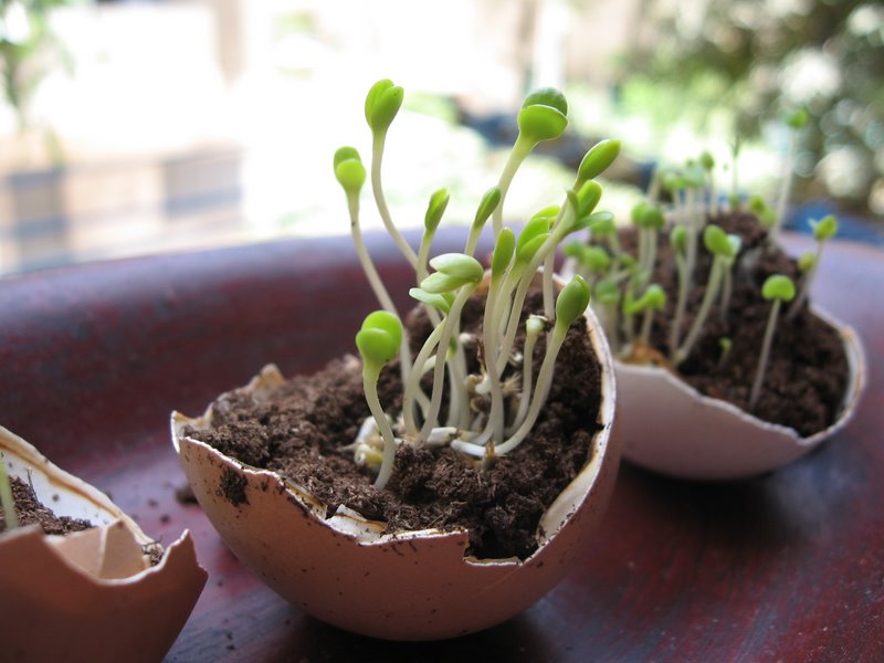[seedlings-in-egg-shell.jpg]