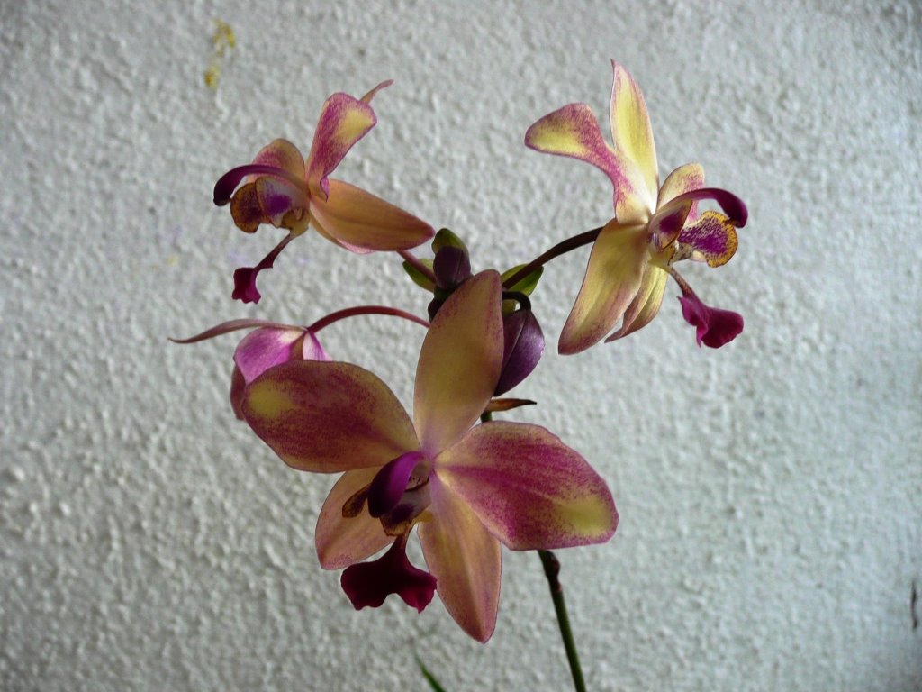 [10.06.2008+-+Orchid+Pinang+Collections.JPG]
