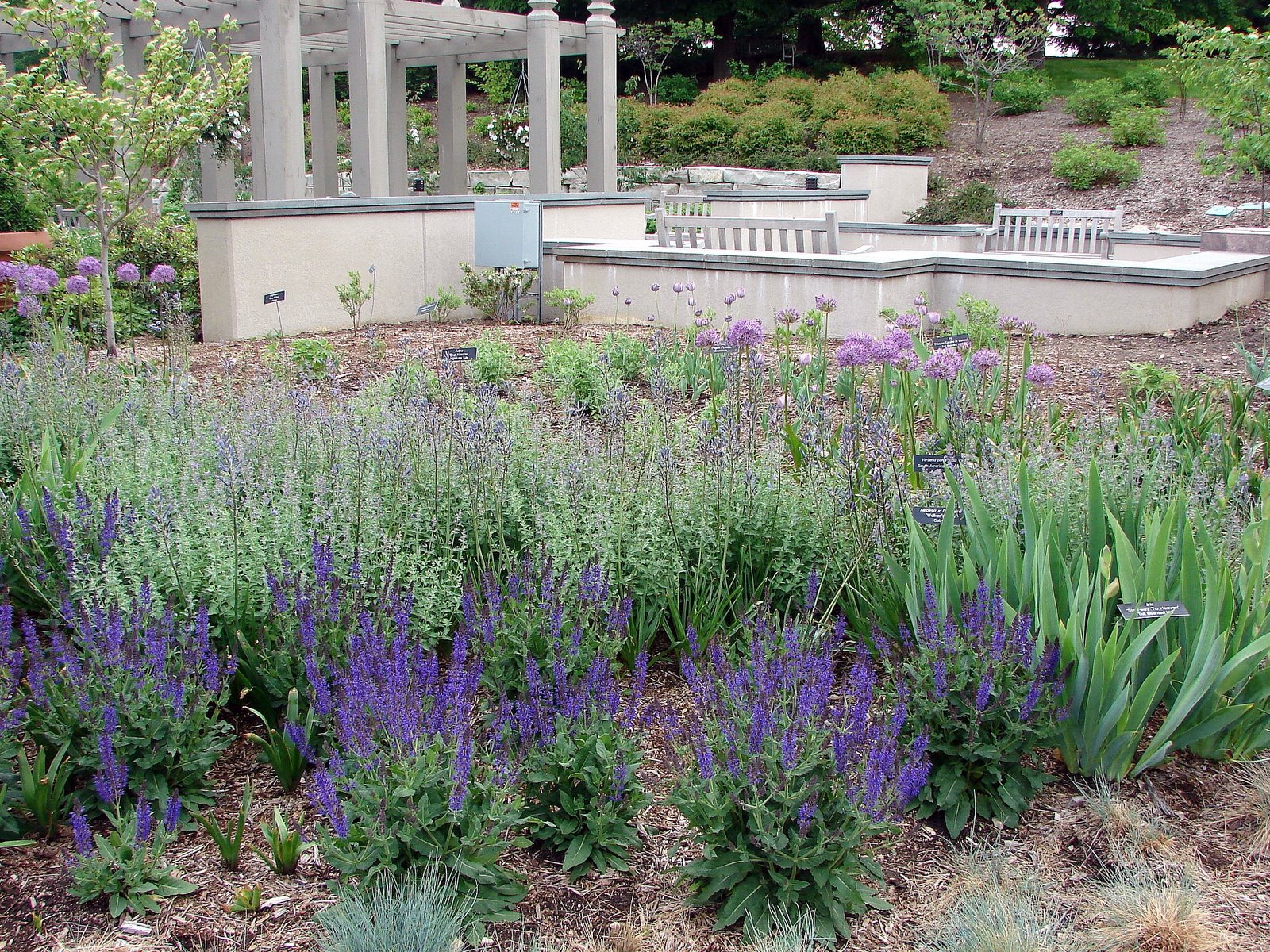 [lavendar+arboretum.JPG]