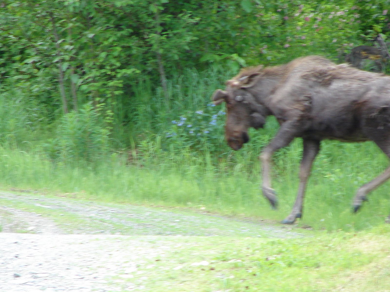 [moose+charging+1+blurry.JPG]