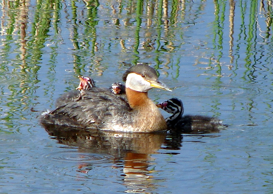 [redneck+grebe+with+all+three+babies.JPG]
