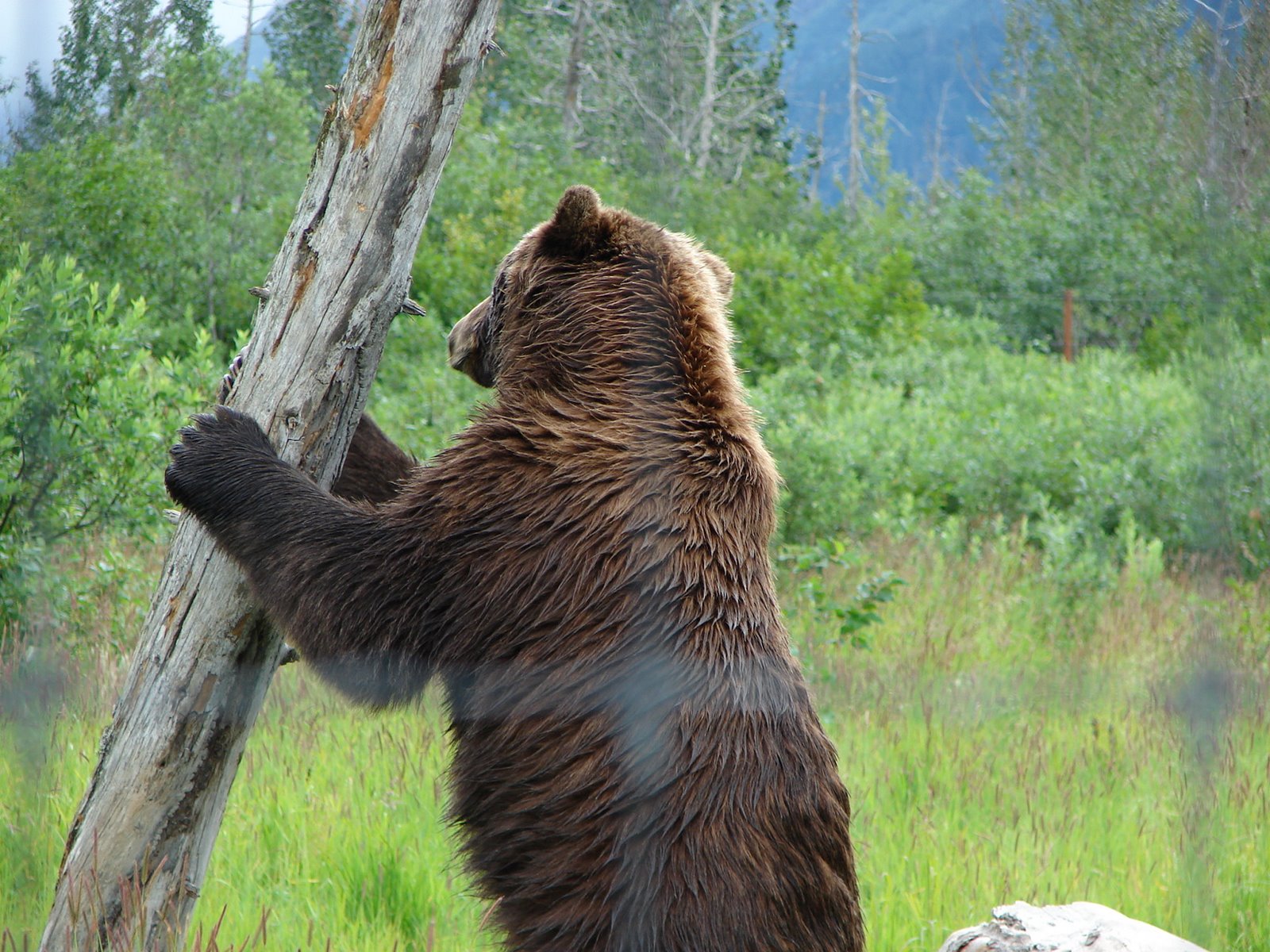 [grizzly+1+at+wildlife+park.jpg]