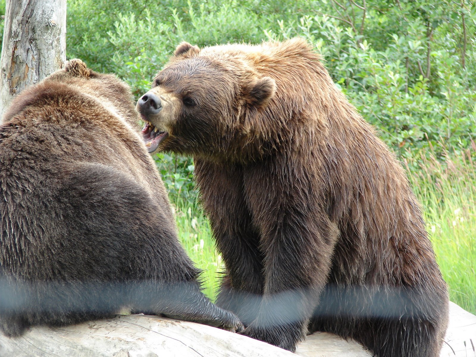 [grizzly+3+at+wildlife+park.jpg]