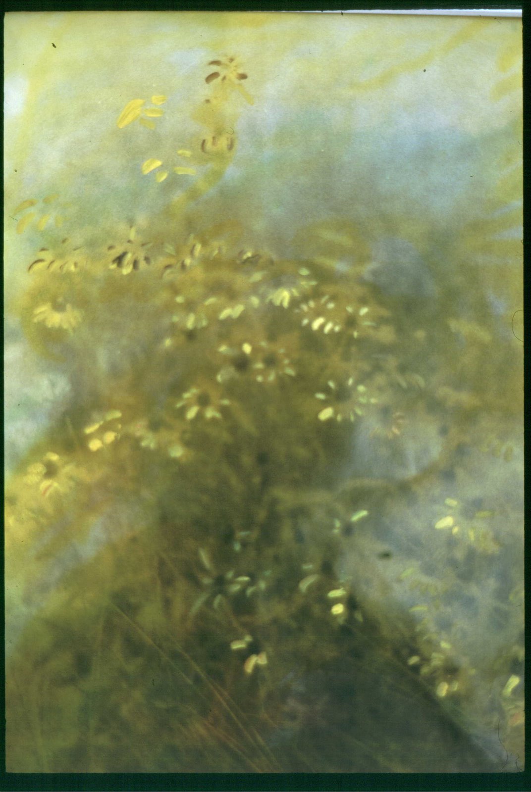 [Wildflowers,+Centennial+Lake,+Columbia,+Maryland+c+Denee+Barr+1995.jpg]