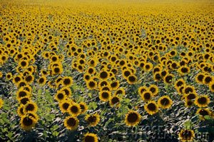 [field-sunflowers-kansas_~bxp46942.jpg]