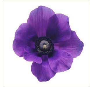 [purple+anemone.jpg]