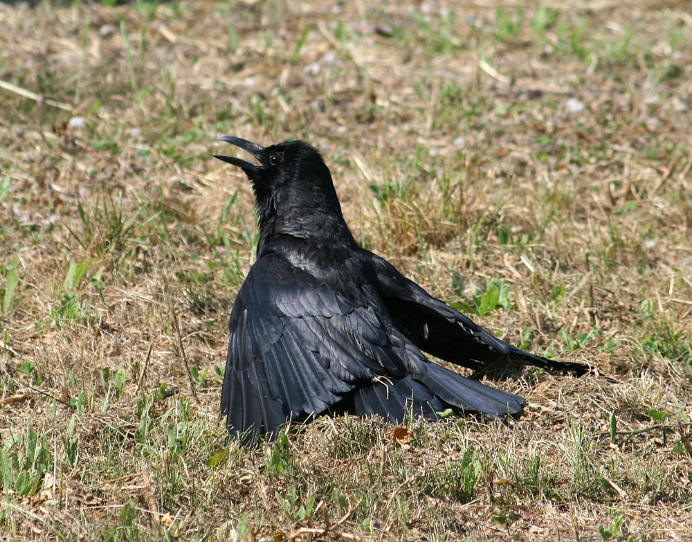 [crow.JPG]