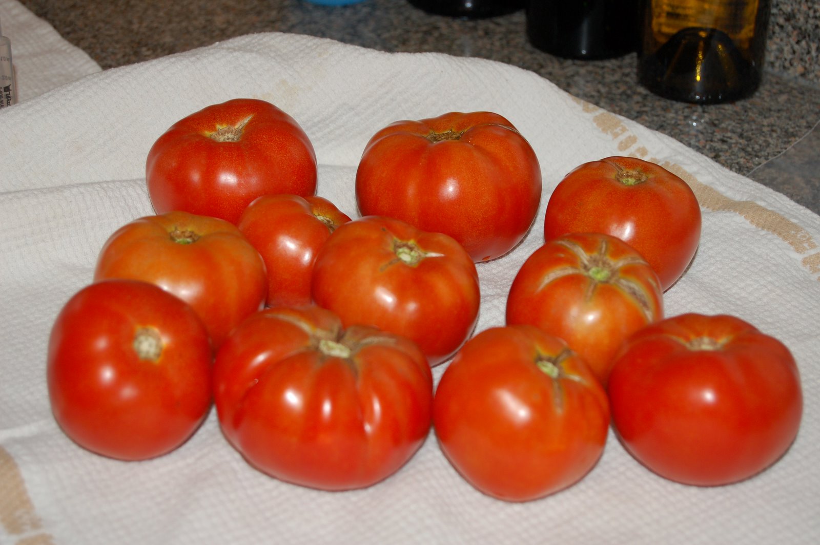 [Garden+Tomatoes+Jul08.jpg]