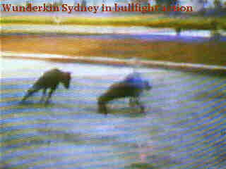 [Highspeed+bullfighting+the+Sydney+style.jpg]