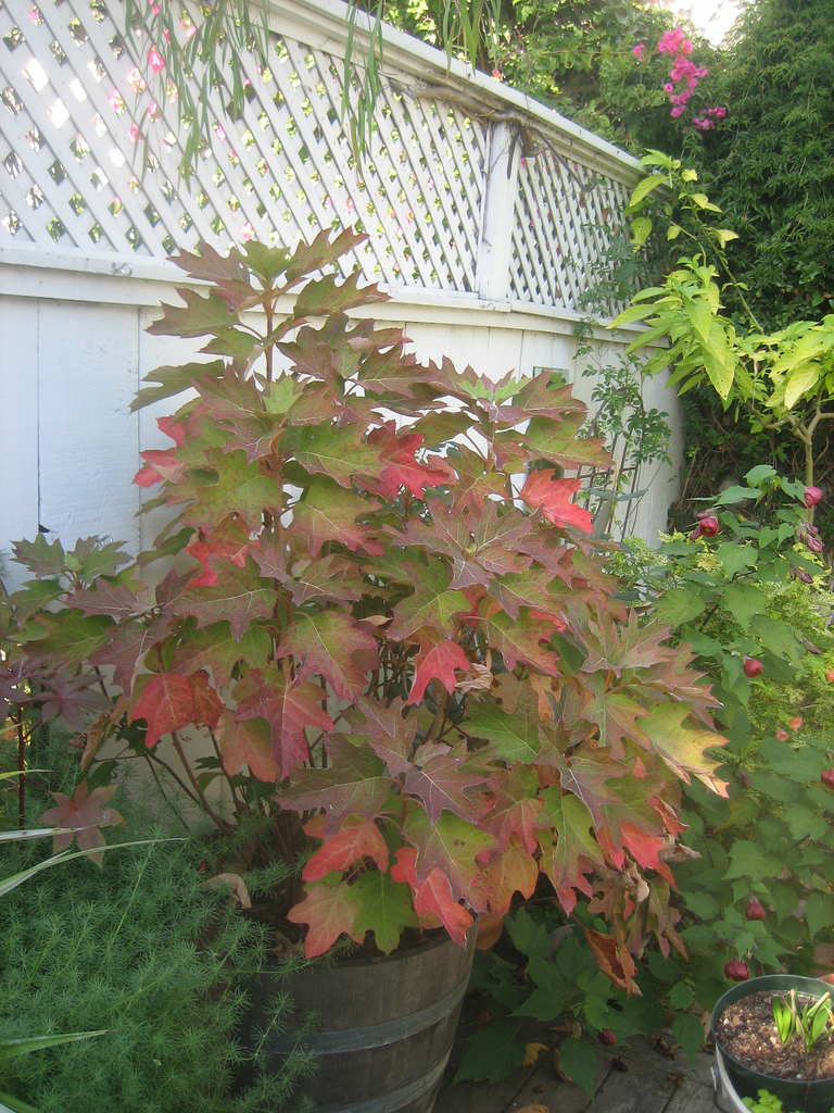 [Oak-leaf+Hydrangea+in+Autumn.jpg]
