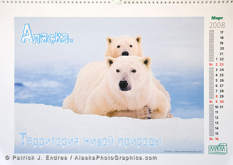 [polar-bear-calendar.jpg]