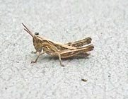 [grasshopper+007+close+up.jpg]