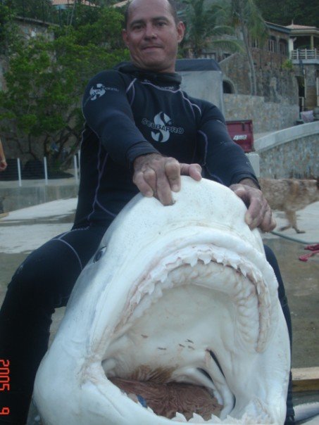 [TIGUER+SHARK+COUGHT+BY+BEE+KAY+IN+THE+GROUP+JEDDAH+DIVERS.jpg]