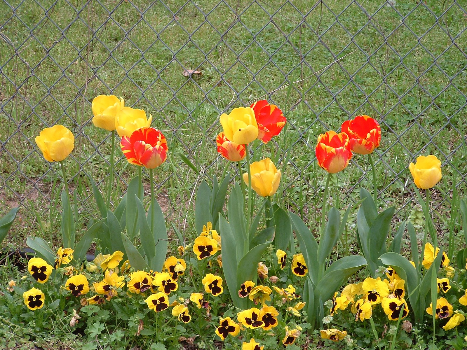 [tulips2007.JPG]