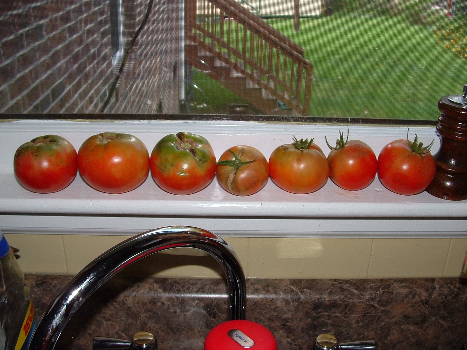 [tomatoes08.JPG]