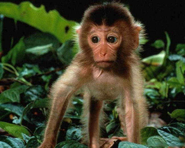 [baby-monkey.1280.jpg]