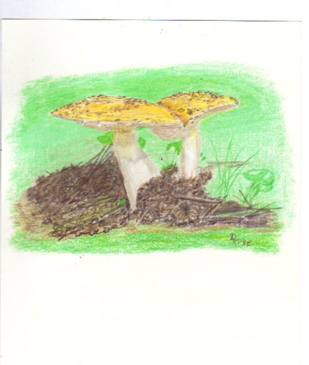 [Alaskan+Mushrooms.jpg]