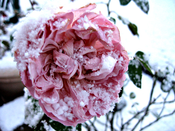 [snowy-garden-3.jpg]