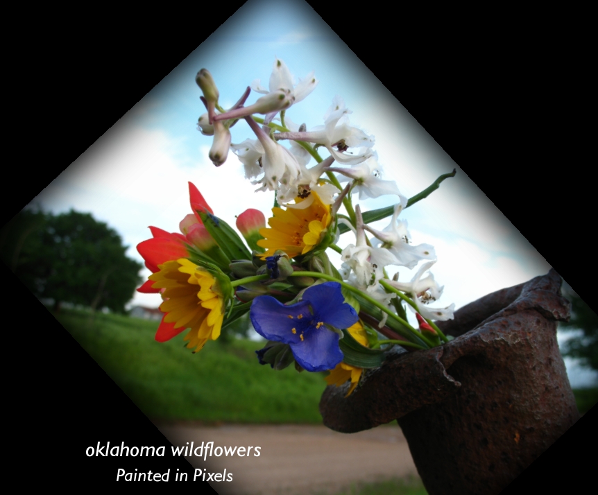 [oklahomawildflowers.jpg]