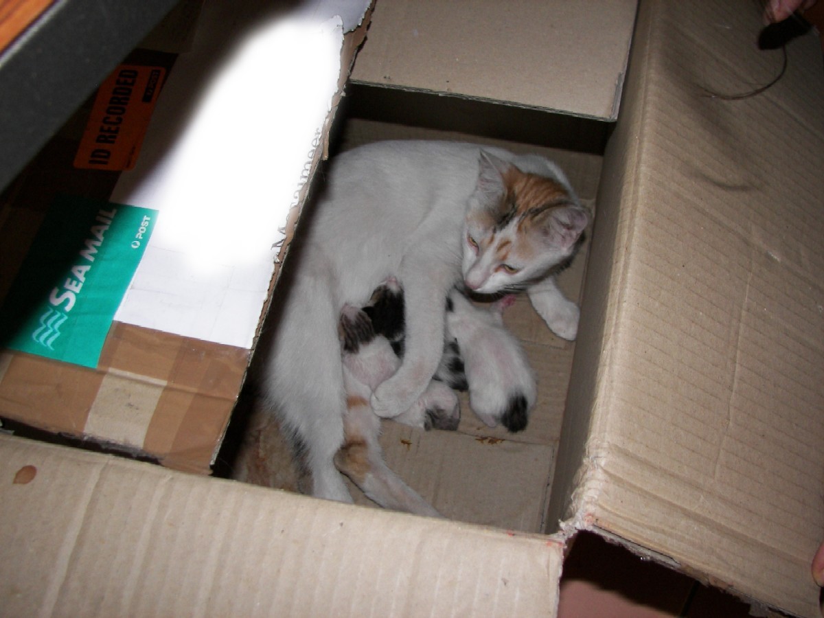 [Kitten+and+Kittens.JPG]