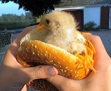 [chicken_sandwich.jpg]
