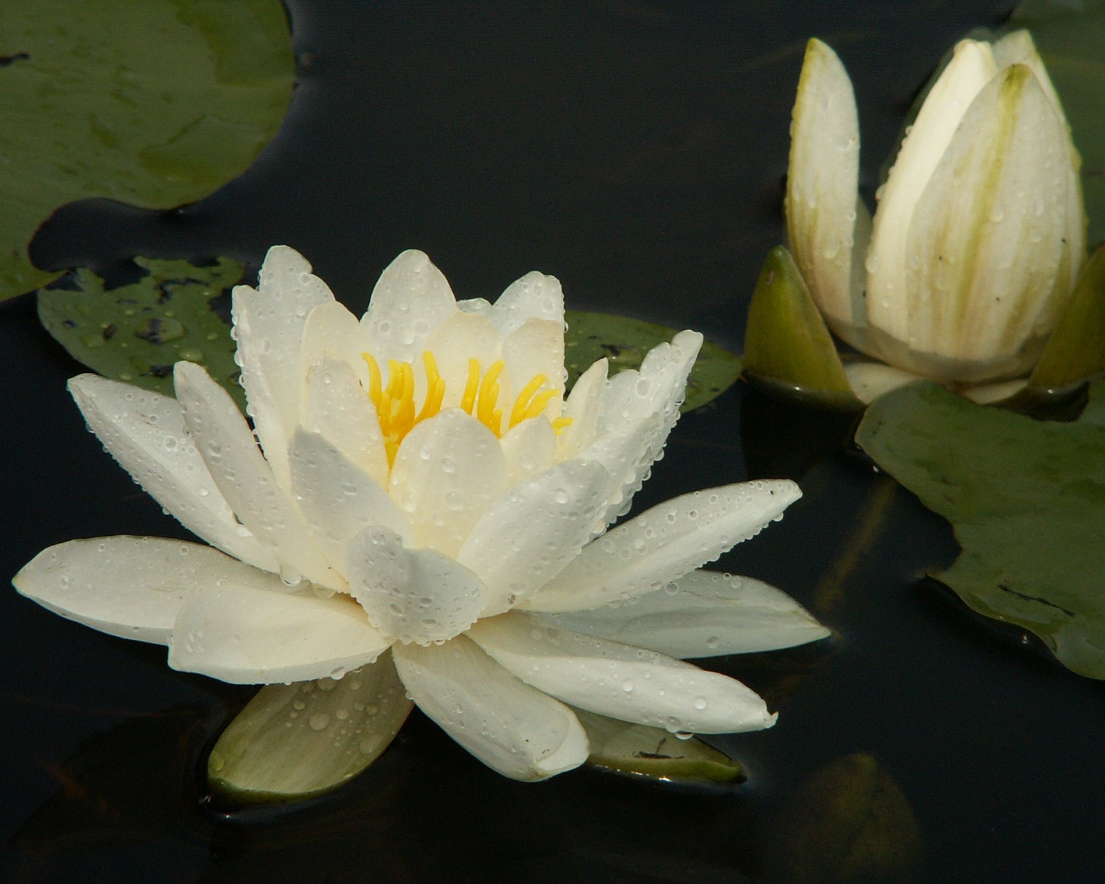 [Water+lily.jpg]