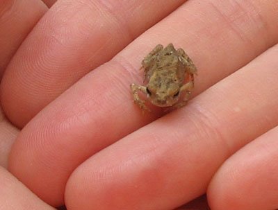 [froggy_small.jpg]