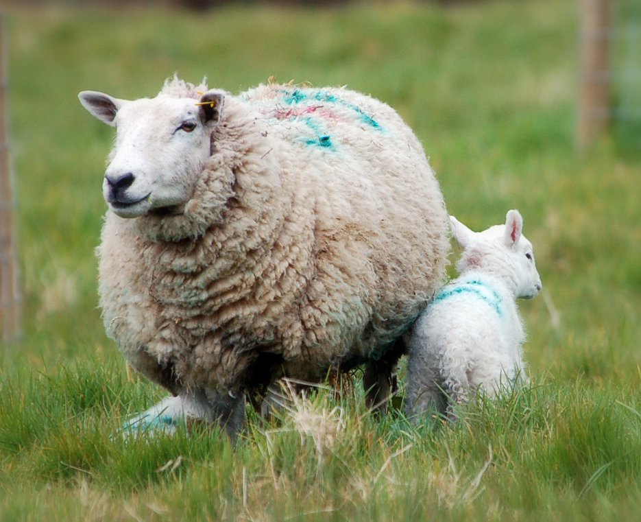 [Sheep+03-04-2007+13-06-171.jpg]