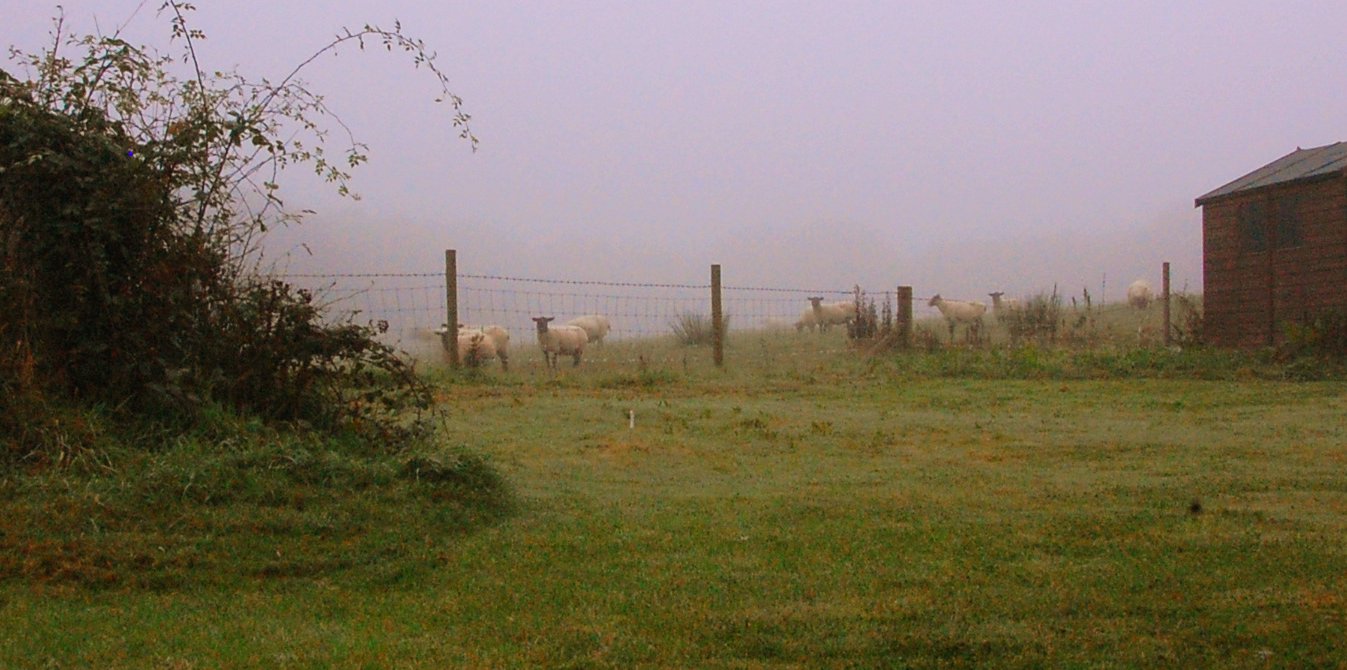 [Morning+sheep+08-09-2007+06-37-432.jpg]