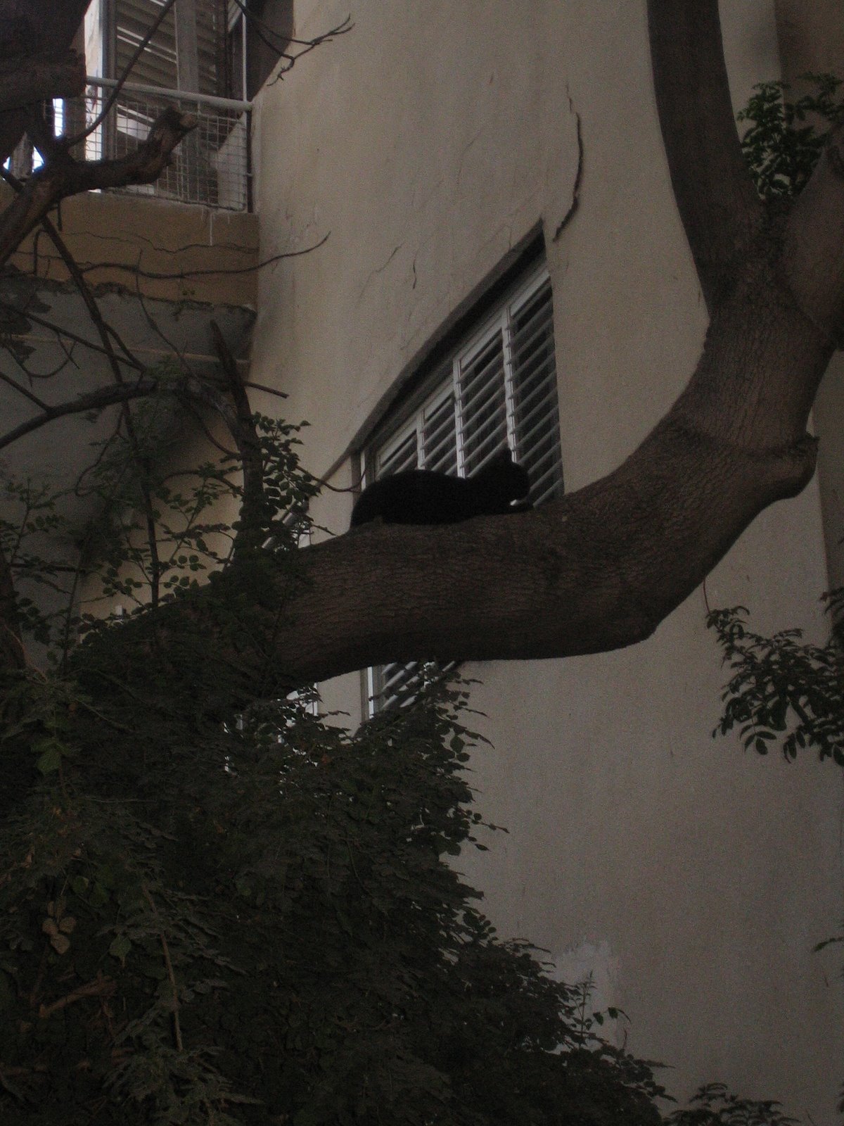 [Tel+Aviv+cats+6.jpg]