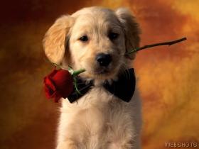 [Valentine+Puppy+with+Rose.jpg]