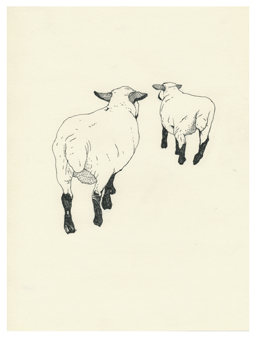 [sheep+thin+line.jpg]