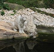 White+ligers+and+tigons